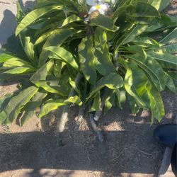 Plumerias Cuttings