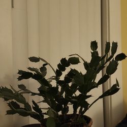 Thanksgiving Cactus.