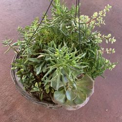 Beautiful Succulents In Basket 