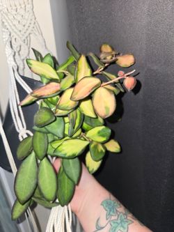 Hoya