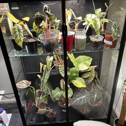 Greenhouse 