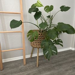 Large plant stand 