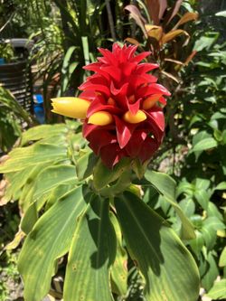 Red Tower Ginger