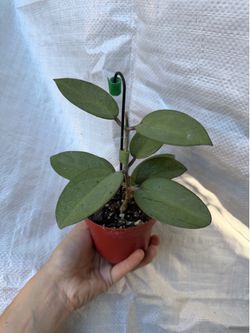 4” Hoya silver dollar
