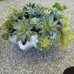 Custom Succulent Arrangement