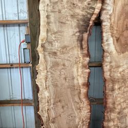 Awesome Silver Maple Slabs 
