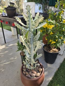 $145 Euphorbia lactea - White Ghost 👻 