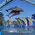 X11 SEAWORLD Single Day Entry 🦈🦭🦦🐋🎢