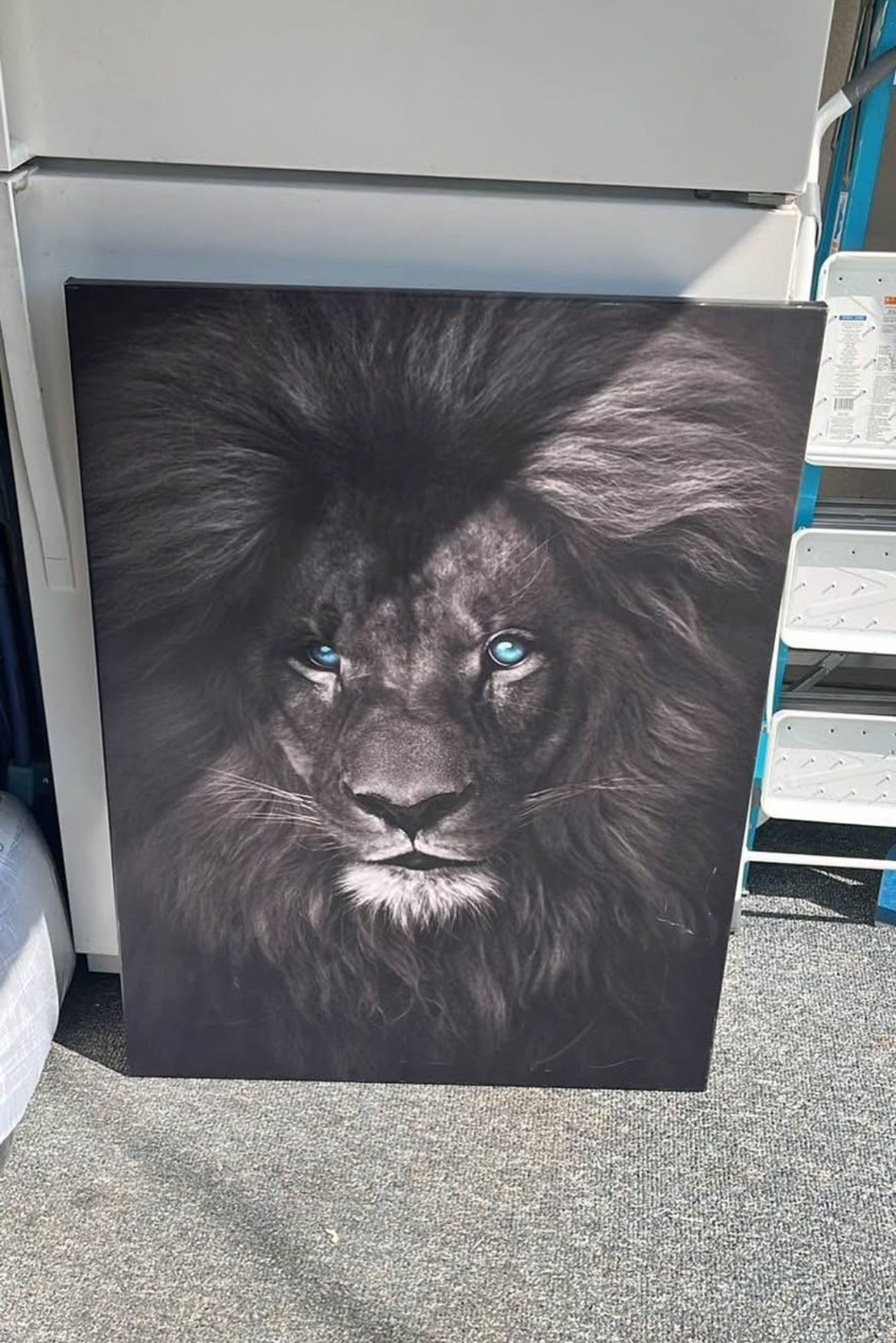 Lion Canvas 