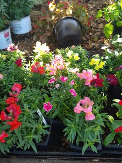 Plantas De Perritos