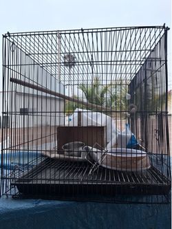Bird cage