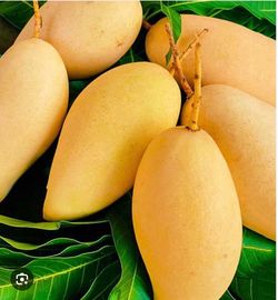 Nam doc mai mango
