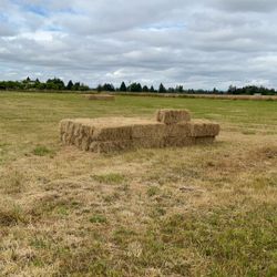 Hay 
