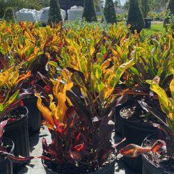 Colorful Croton Mammy – 3-Gallon Plant for Only $8