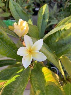 White yellow Plumeria Hawaiian flower tree plant