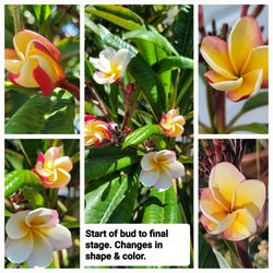 Plumeria Frangipani Cuttings 3 color red bud