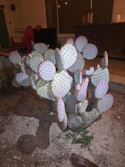 Santa Rita & Beavertail Cacti Sale! Plus Bunny Ears, Crested Opuntia & More