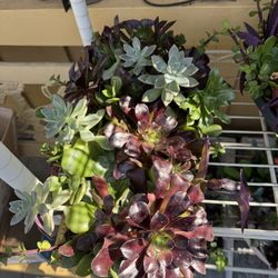 Pretty Succulent 