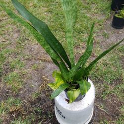 SANSEVIERIA with PHOTOS 