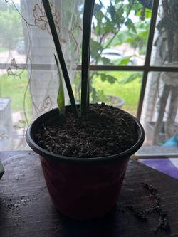 Healthy Giant White Bird of Paradise (Indoor/Outdoor)