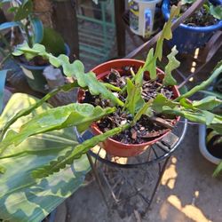 Zikzak Epiphyllum