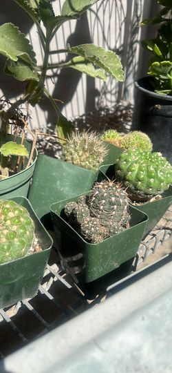 Cactus