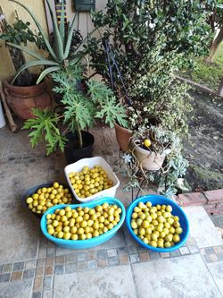 Lemon/ Limones 15 x $1.00