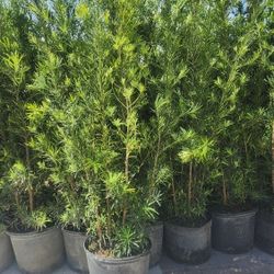 Spectacular Podocarpus Plants For Inmediate Privacy!!  6 Feet Tall!! Fertilized 