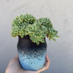 Succulents In pot 