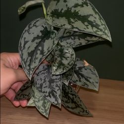 Scindapsus Silver Lady- 4” Pot