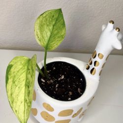 Variegated Indoor Plant In Giraffe Ceramic Pot