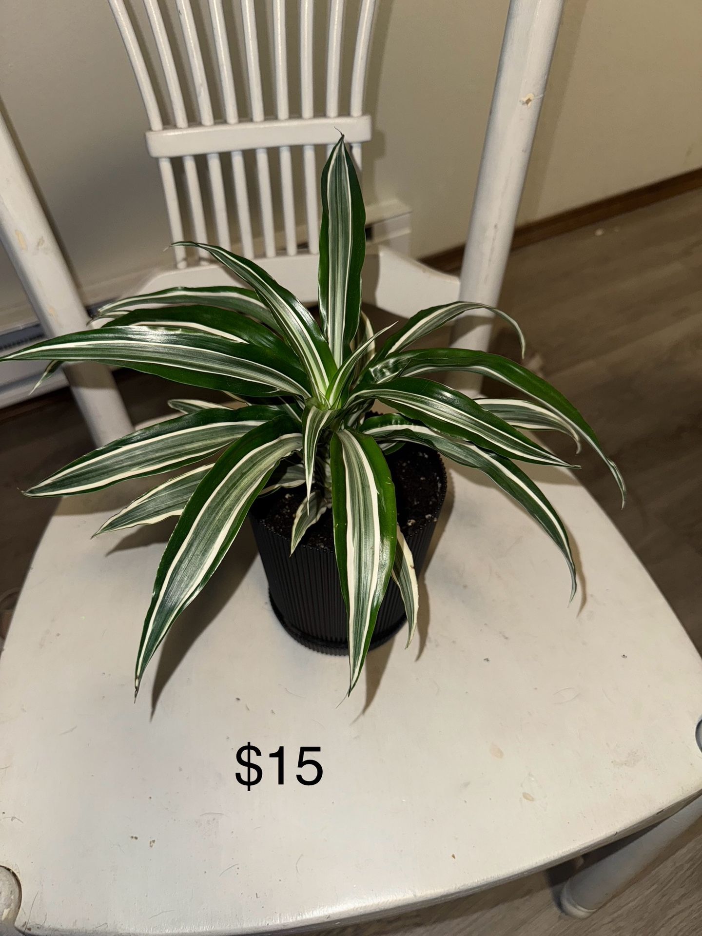 Plant Sale !!