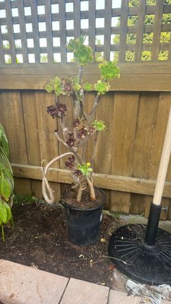 Free Succulent - Green Rose or Tree Aeonium