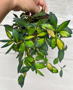 Hoya Butorniae variegated