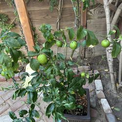 Lime Tree With Cement Planter Ready To Plant 