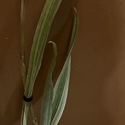Sansevieria Snake Plants For Sale (read Description Below)