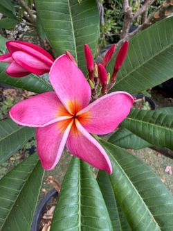 7’ tall Plumeria Tree
