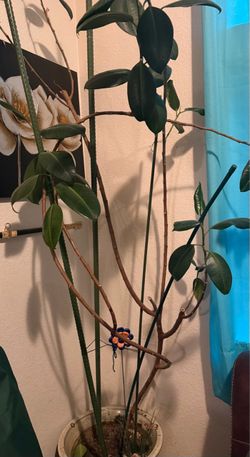 Large tall plant