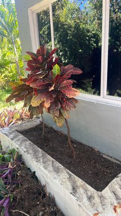 Crotons anyone?