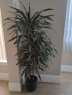 Two Large Dracaena Floor Plants – Real, Healthy, Great Condition