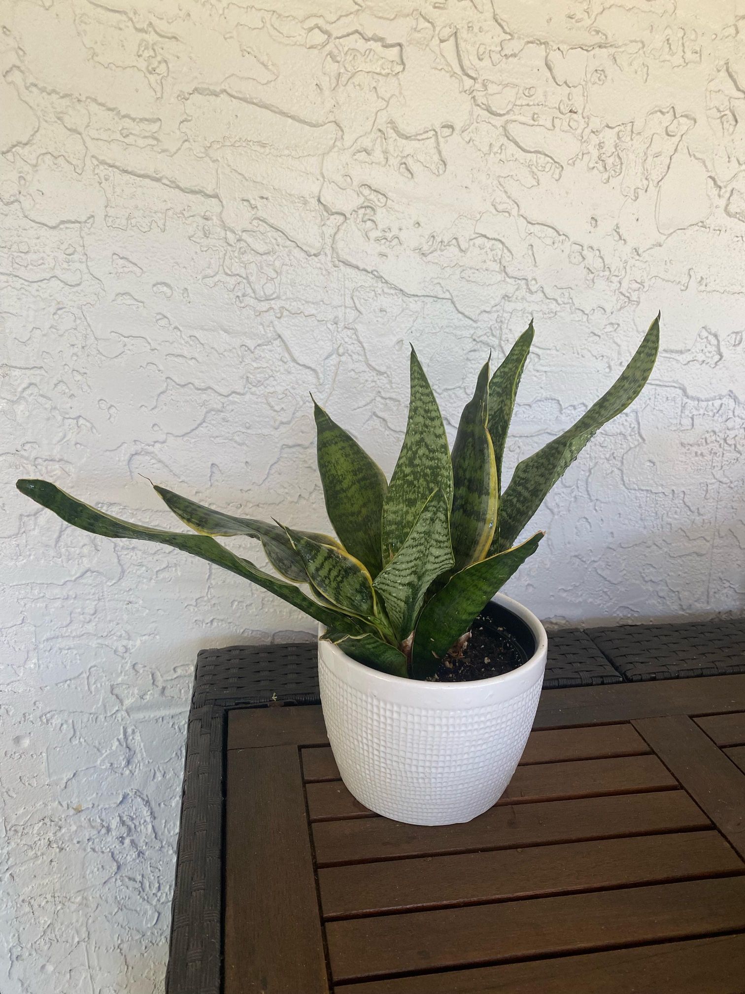 Snake plant in ceramic pot