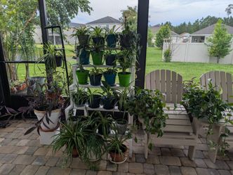 Patio/Indoor Plants for Sale for starting at $5 each.  Moving