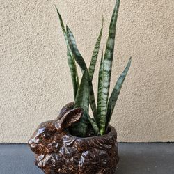 Snake Plant 