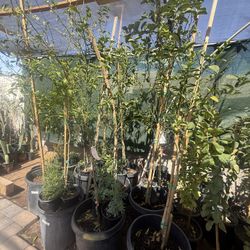 Mexican Lime Trees In 15 Gallon 6 1/2 The Tall Everyone has enough flowers $130 Each Price Firm 