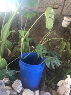 Plant