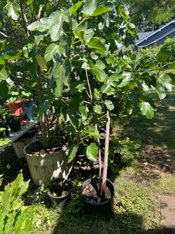 Fig Trees