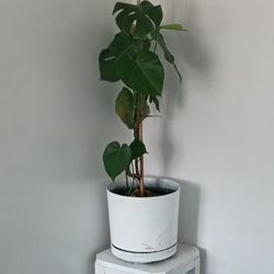 Monstera delisiosa (Swiss cheese) plant