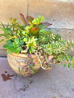 Decoration suculent Plants mix
