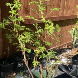 Citronella-Mosquito Plants $9