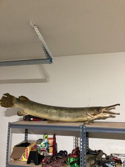 Alligator Gar Taxidermy